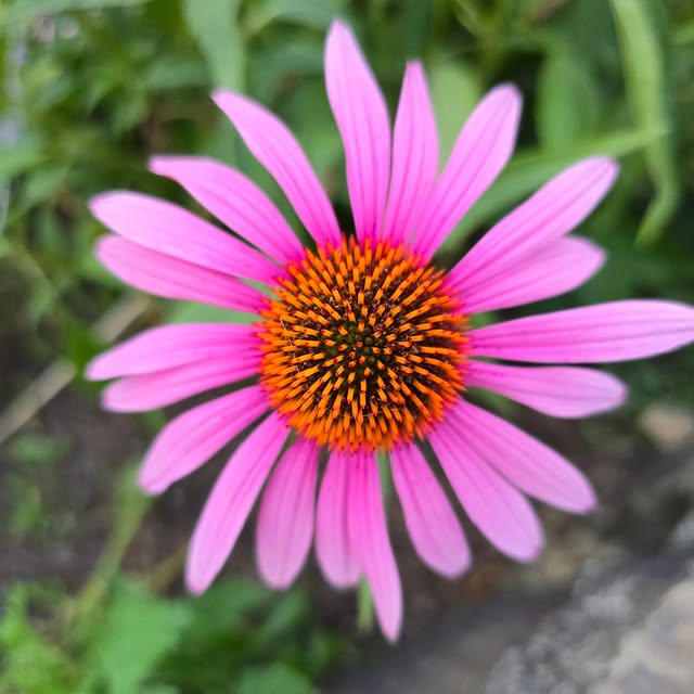 A flower close-up in Vancouver, Canada